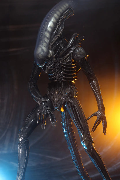 41455694
